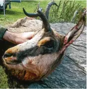  ??  ?? Avant de tomber sous les balles de notre lecteur, ce chamois sera sûrement déjà tombé d’une barre rocheuse.