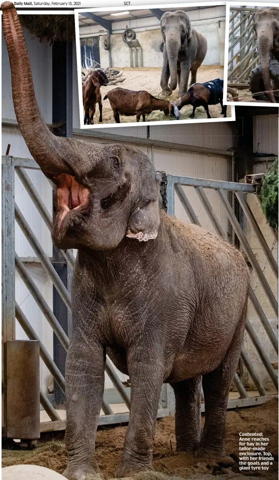  ??  ?? Contented: Anne reaches for hay in her tailor-made enclosure. Top, with her friends the goats and a giant tyre toy