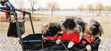  ?? — Reuters photo ?? Qian Hao takes his long-haired imported Pekingese dogs on a walk, in a stroller, at a park in Beijing, China.