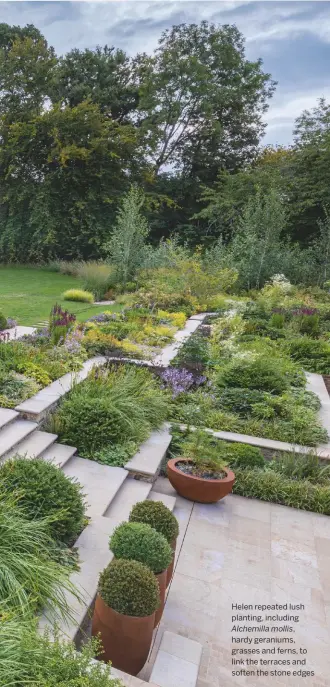  ??  ?? Helen repeated lush planting, including Alchemilla mollis, hardy geraniums, grasses and ferns, to link the terraces and soften the stone edges