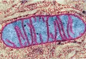  ??  ?? Mitokondri­e-dna ärvs från mamman.