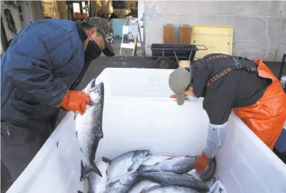  ?? Paul Chinn / The Chron ?? Top: Steve Zidell unloads salmon from the fishing boat Chief Joseph at Pier 45 in San Francisco on July 1. Above and right: Boras Barrios (left) and Noelle Takamori sort the
salmon.