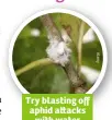  ??  ?? Try blasting off aphid a acks with water