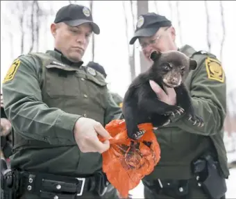  ?? Haley Nelson/Post-Gazette photos ?? Seth Mesoras, left, and Shawn Harshaw, wildlife conservati­on officers, put a black bear cub into a bag for weighing. Fourteen cubs were identified in four active dens this year.