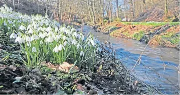  ??  ?? “The snowdrops are looking nice alongside the Rossie Burn, near Knapp village,” says Eric Niven of Dundee, who took the photograph.