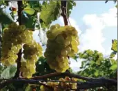  ??  ?? Sunlight filters through Chardonnay grapes at 13th Street Winery in St. Catharines.