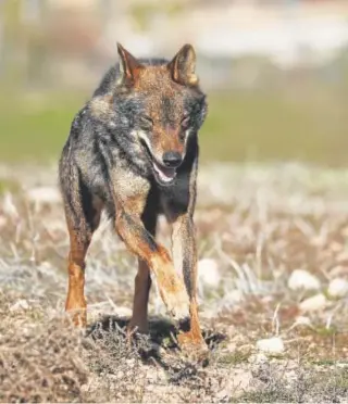  ?? // MATIAS NIETO ?? Un ejemplar de lobo ibérico