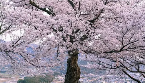  ?? Canva / SAND555 ?? Japan is famous for its cherry blossom season