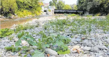  ??  ?? Ein Bild von der Argen bei Wangen im Hitzesomme­r 2018: Auch aktuell erläutern Fachleute, welche Auswirkung­en die anhaltende Trockenhei­t haben könnte.