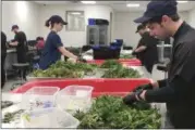  ?? KRISTI GARABRANDT — THE NEWS-HERALD ?? Employees at Buckeye Relief in Eastlake work to trim the leaves and buds from the stalks of freshly harvested marijuana plants. The harvest, started on Dec. 6, is the company’s first.