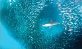  ?? Africa. Photograph: Wildestani­mal/Getty Images ?? A bronze whaler shark swims through a giant ball of sardines off the east coast of South