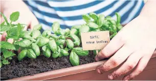  ?? DREAMSTIME ?? Basil is an unusual (and delicious) herb that requires more water than most other herbs, and also does well with regular doses of a mild fertilizer.