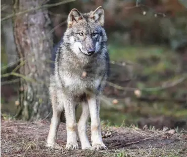  ?? Foto: dpa/Patrick Pleul ?? Für Bauern keine Gefahr: Ein Wolf in einem Gehege des Wildparks Schorfheid­e