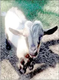  ?? PHOTO SUBMITTED ?? As the weather sends signs of changing, Melissa Jackson and her husband, Jared, are busy getting goats ready for the next season. Other farmers may be cutting or baling hay, but the Jacksons — who head up Jackson’s Royal Farm in Anderson — are in the...