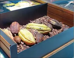  ??  ?? Le visiteur découvre, sent et goûte le cacao sous toutes ses formes.