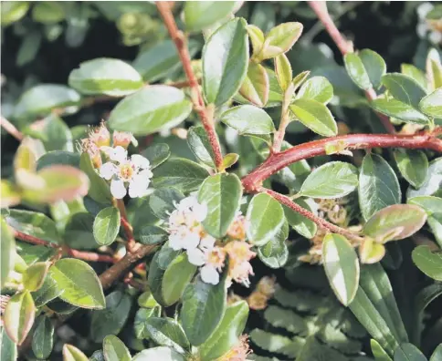  ??  ?? NOISY NEIGHBOURS: A cotoneaste­r will turn your garden into a hive of activity by attracting hungry insects.