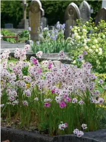  ??  ?? This white and pink ixias is one of many at the cemetery. Most spring bulbs are donated by volunteers, regular visitors and garden groups.