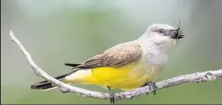  ??  ?? The birds I saw were amazing – from meadowlark­s to western kingbirds. Very different to what we are used to in the UK. BIRDS