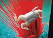  ?? Contribute­d photo ?? Bruno, an African Albino Clawed Frog.