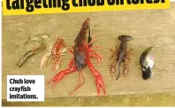  ??  ?? Chub love crayfish imitations.