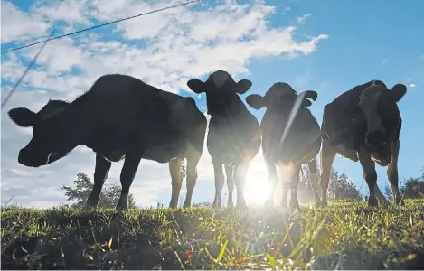  ?? Picture: PA. ?? Cows grazing in their field silhouette­d against the sunrise.