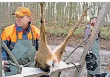  ?? ?? Bernd Bard beim Aufbrechen eines Rehs. Den erlegten Tieren werden die Innereinen entnommen bevor sie dem Wildmetzge­r übergeben werden.