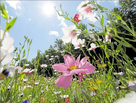  ?? DPA-BILD: ZU(()I ?? Zahllose bunte So''erblu'en blühen auf eine' Mittelstre­ifen. Der Schwund der Blühpflanz­en hat Auswirkung­en auf die Insekten.