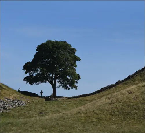  ?? PICTURES: NEWSQUEST/ CHANNEL 5/GETTY ?? Clockwise: Sycamore Gap; Robson Green and a stretch of Hadrian’s Wall.