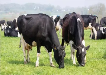  ??  ?? The wildlife programme currently in place in the Coolavokig area is being strengthen­ed to deliver a more effective programme and therefore reduce the risk to cattle.