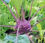  ?? PIXABAY/STUFF ?? Crunchy kohlrabi is easy to grow and matures than other brassicas.