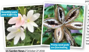  ??  ?? Beautiful pale pink Kaffir lily Peony seed pods are fascinatin­g