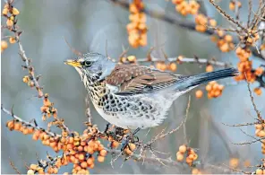  ??  ?? The fieldfare, above, and siskin, right, are among the species absent from Britain because of the warm weather