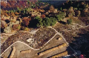  ??  ?? Burned trees and piles of wood chips are seen from this drone view at the Crest Ranch Christmas Tree Farm on Dec. 9.