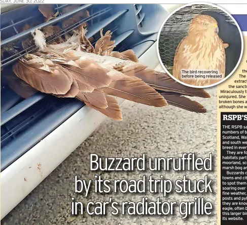  ?? ?? The female buzzard wedged into the grill of a car after the driver discovered it having seen it swoop across the A38 near Ripley. It was unhurt but was looked The after bird by recovering Linjoy Wildlife before Sanctuary being and released Rescue before being released