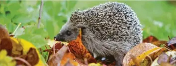  ?? Foto: Karl-Josef Hildenbran­d, dpa ?? Penibel gepflegte Gärten ohne Gestrüpp oder Reisighauf­en machen Igeln das Leben schwer. Gut ist es also, einen Laubhaufen liegen zu lassen. Bietet man dem Igel Nahrung an, muss man einige Dinge beachten.