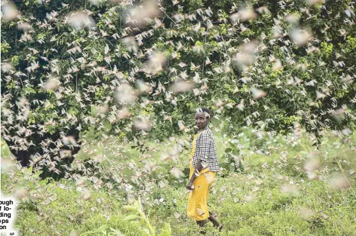  ?? AP ?? A farmer walks through swarms of locusts feeding on her crops in Kenya on Friday.