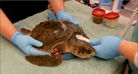  ?? Matt stone photos / boston Herald ?? new england aquarium begins treating sea turtles coming in from Cape Cod beaches.