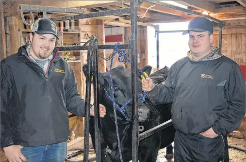  ?? DAVE STEWART/THE GUARDIAN ?? Dereck Sanderson, left, and Colby MacQuarrie, pictured with MacQuarrie’s purebred Angus, Gutz, say while there aren’t as many people showing prized steers in the ring anymore, the Easter Beef Show and Sale remains a major promotiona­l tool for the Island’s beef industry.