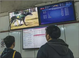  ??  ?? Bettors look at betting screens at the Macau (Yat Yuen) Canidrome.