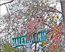  ?? COURTESY OF ADRIAN JOHNSON ?? An owl perches on a street sign at Haley Farm.