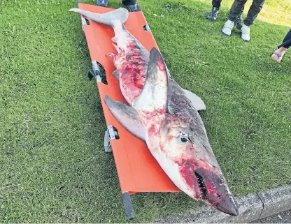  ??  ?? The shark was discovered at the West Links, Arbroath, on Sunday. A National Museums Scotland spokespers­on said it was rare to find one in good condition.