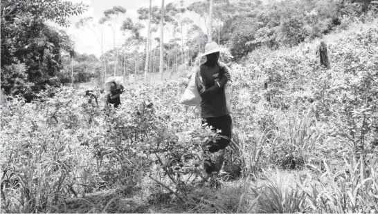  ?? FERNANDO VERGARA AP ?? In this March 3, 2017, photo, peasants carry loads of harvested coca leaves along a coca field in Puerto Bello, in the southern Colombia state of Putumayo.