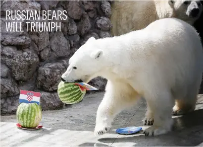  ?? Picture: Reuters ?? Aurora, an eight-year-old female polar bear, chooses Russia while attempting to predict the result of tomorrow’s World Cup quarterfin­al between Croatia and the host nation at the Royev Ruchey Zoo in Krasnoyars­k yesterday.