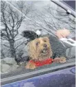  ?? FOTO: LASZLO BALOGH/DPA ?? Hunden kann es im Auto schnell zu warm werden.