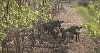  ??  ?? Above: wild boar are causing increasing problems for vineyard owners