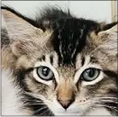  ?? ?? Blu, a 2-month-old male domestic shorthair kitten, would do well in a quiet home. He is shy and still building his confidence.