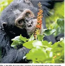  ??  ?? Elle a étudié durant des années l’automédica­tion des grands singes.