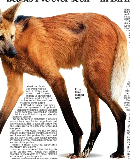  ??  ?? Prize: Rare maned wolf
