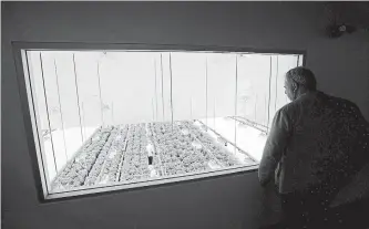  ?? SEAN KILPATRICK THE CANADIAN PRESS ?? Staff work in a cannabis grow room that can be viewed at the new visitors centre at Canopy Growth’s Tweed facility in Smiths Falls, Ont.