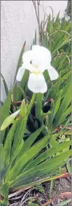  ??  ?? Un iris blanc en fleur au mois de février